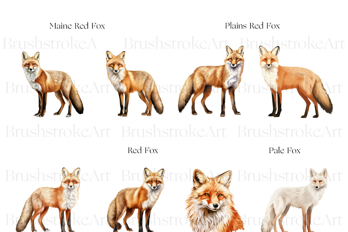 Fox Illustration Clipart, Arctic Fox, an Animal Illustration by BrushstrokeArtGB (Photo 5 of 9)