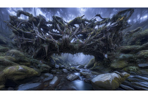 Tropical forest scenery featuring an, a Nature Photo by ZinetroN