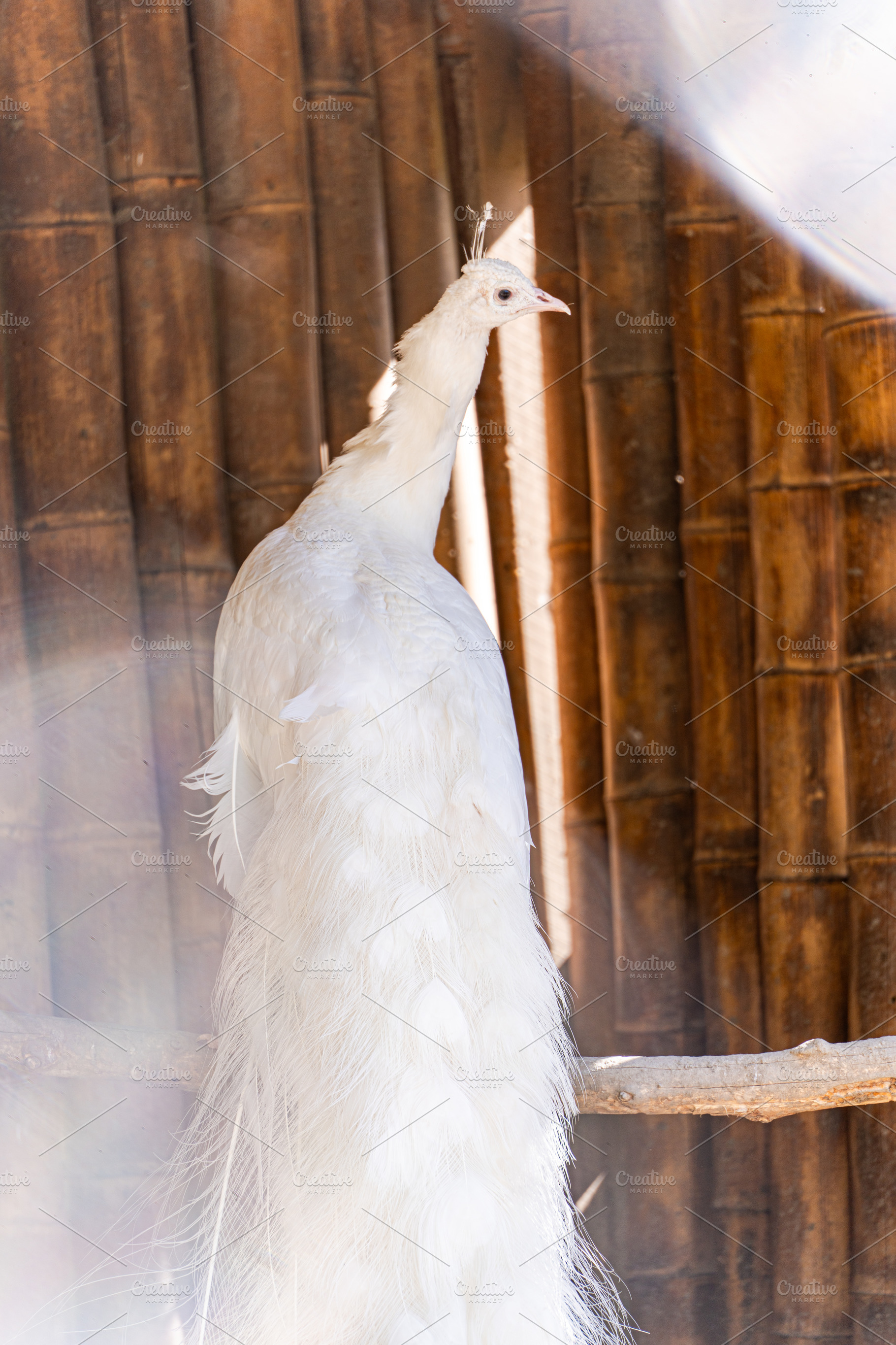 White peacock bird in the park, an Animal Photo by Anna Bogush
