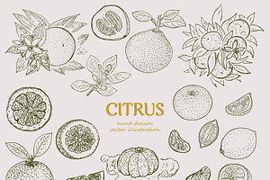 Hand Drawn Citrus Botanical Set