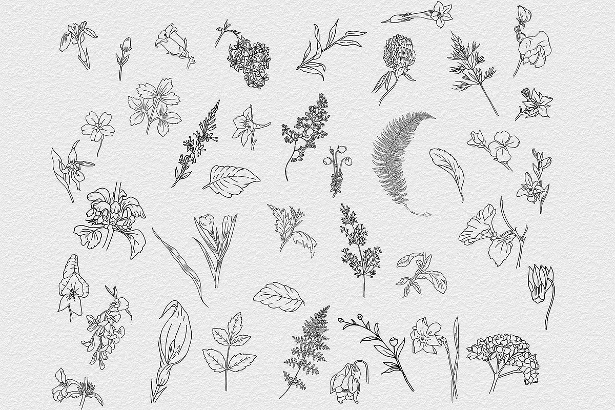 Botanical Line Art - Hand Drawn, a Decorative Illustration by AW Studios