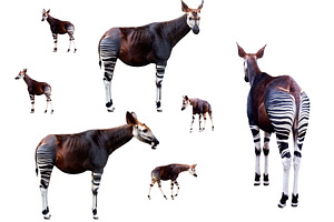 Okapi set isolated on white, an Animal Photo by UltraShop