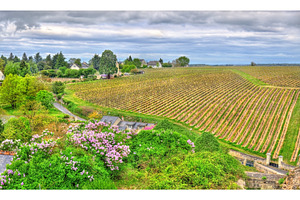 Vineyard in Chinon - Loire Valley, France, a Nature Photo by Leonid Andronov