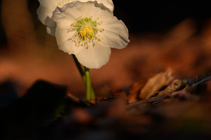 White flower in the spring forest