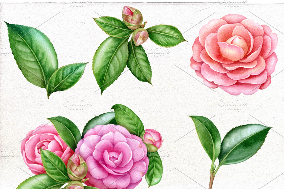 Camellia. Watercolor clipart PNG., an Illustration by Mary (Photo 2 of 3)