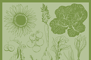 Illustrated Vector Vegetable Garden, a Food Illustration by Instinct Design Co (Thumbnail 2 of 2)