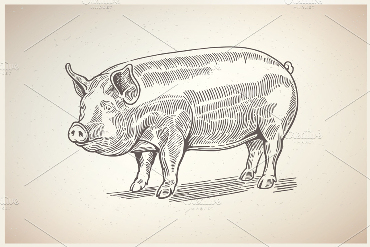 Pigs in graphical style, an Animal Illustration by Countryside life