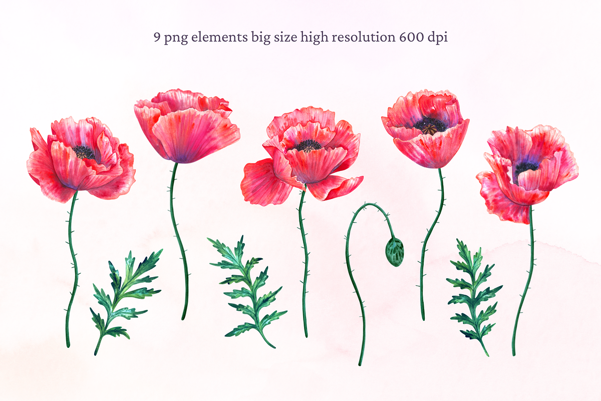 Watercolor poppies, an Illustration by TaityG (Photo 2 of 7)
