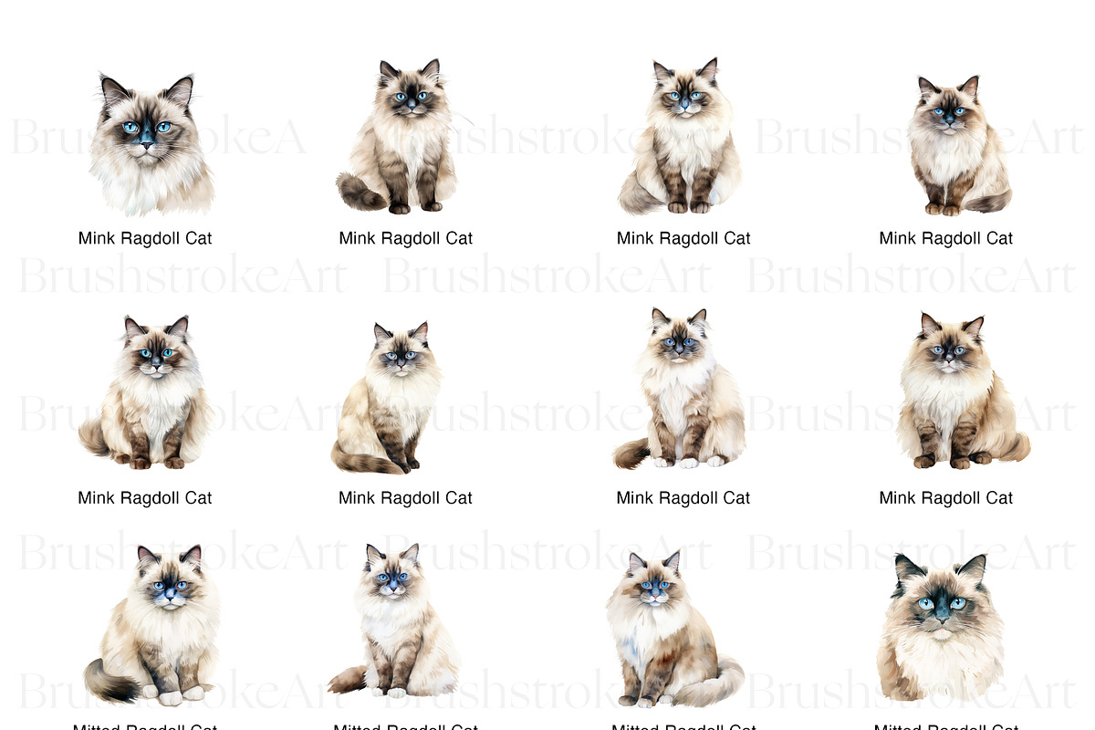 Ragdoll Cat Clipart, Ragdoll Kittens, an Animal Illustration by BrushstrokeArtGB (Photo 9 of 9)