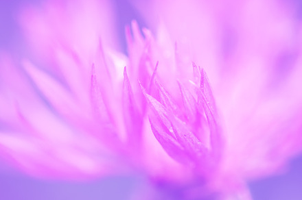 Petals of a cornflower closeup, a Nature Photo by Yulia71
