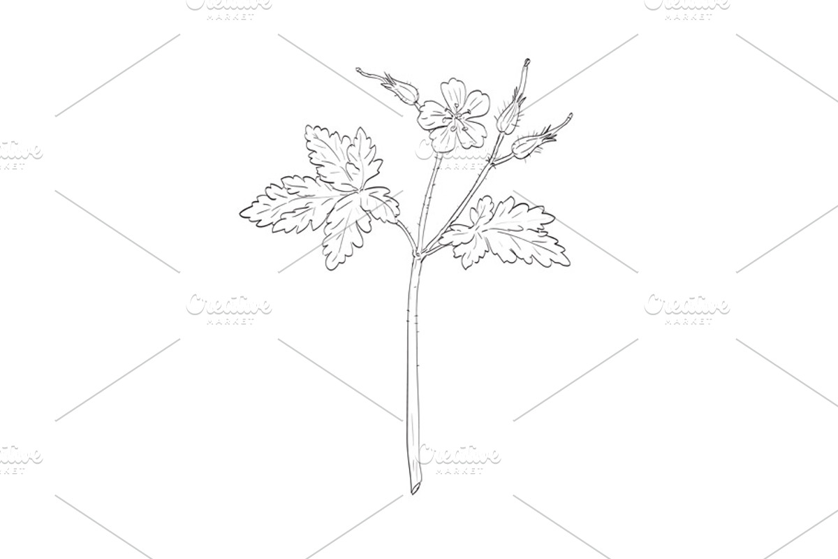 Herb Robert Wild Plant Drawing, a Decorative Illustration by patrimonio (Photo 1 of 3)