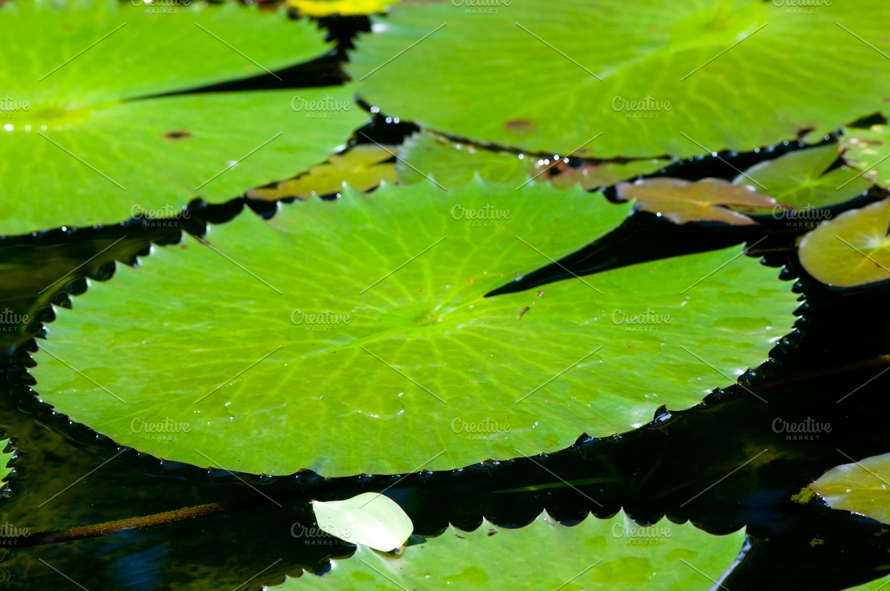 Lily Pond, a Nature Photo by THP Creative