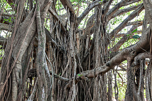 Banyan tree, a Photo by saiko3p