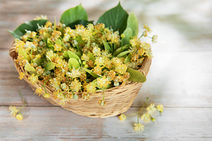 Linden flowers in basket on wooden background, a Nature Photo by Olena Rudo