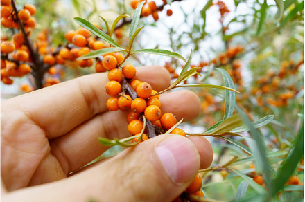 Sea buckthorn growing on a tree, a Nature Photo by darksoul72