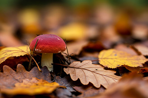 Red mushroom Russula among autumn le, a Nature Photo by professorinc