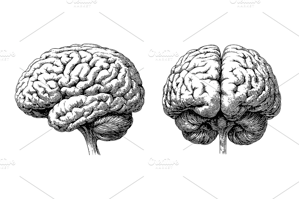 Human brain black ink sketch vector, an Education Illustration by Onyx