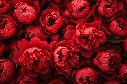 Background of red peony flowers, a Nature Photo by AlyaAnd