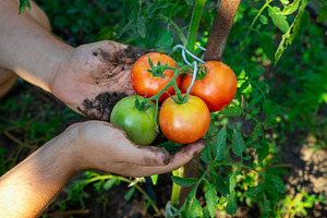 Fresh Tomatoes on the Vine, a Food & Drink Photo by Ales Munt