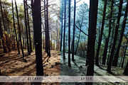 Forest Tone Lightroom Presets, an Action Add-On by N A N D U Z D E S I G N (Thumbnail 5 of 10)
