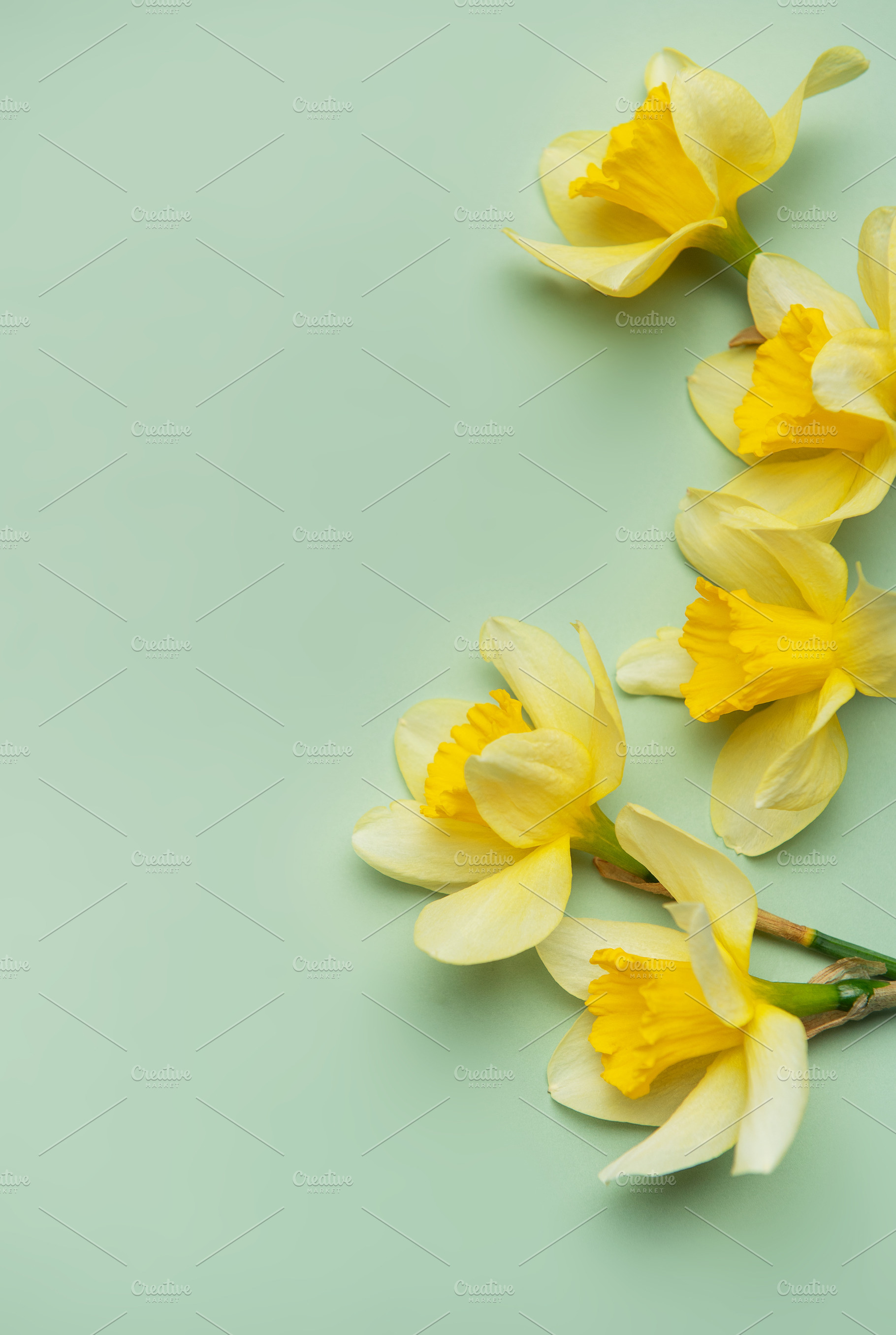 Daffodils creating a vibrant spring border on pastel green backg, a Nature Photo by Olena Rudo