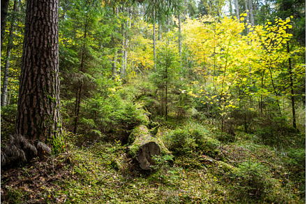Autumn forest, wild dense pine, a Nature Photo by COLORFUL