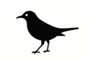 Bird Silhouette design bundle, an Illustration by hafijul (Thumbnail 9 of 13)