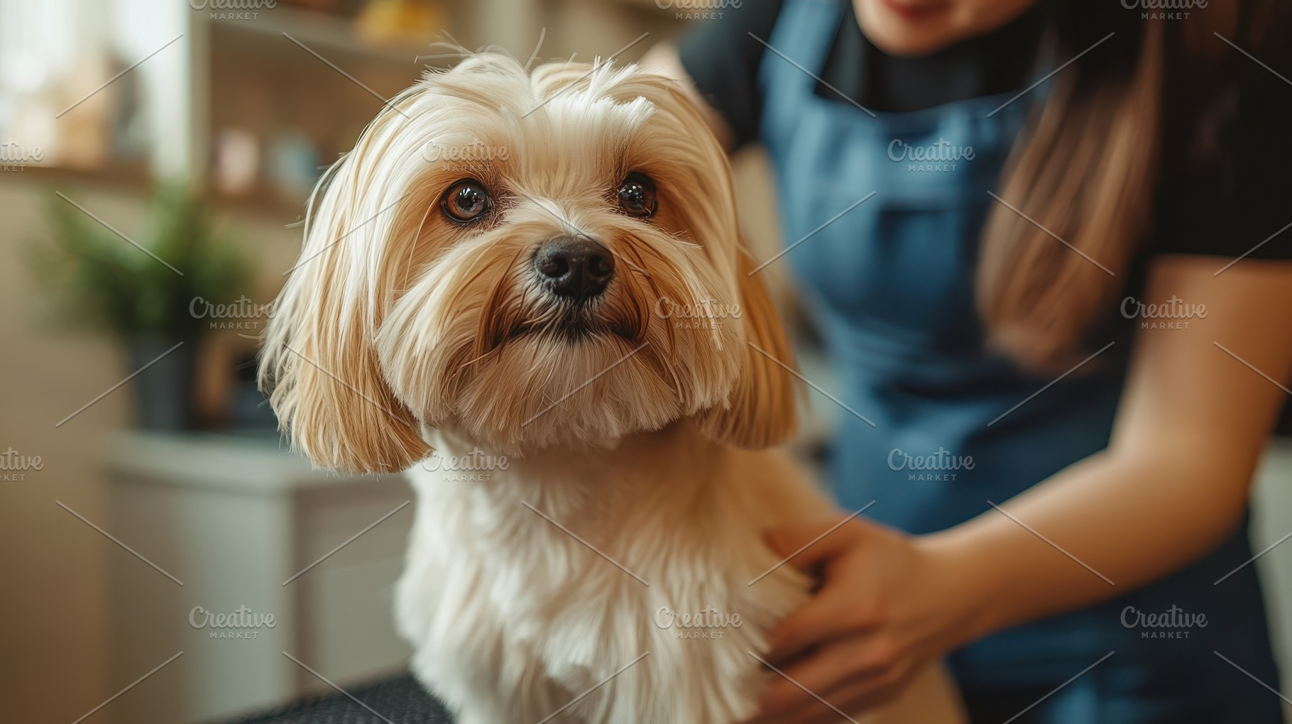Adorable pup getting groomed. A happ, an Animal Photo by Pixeness Studio