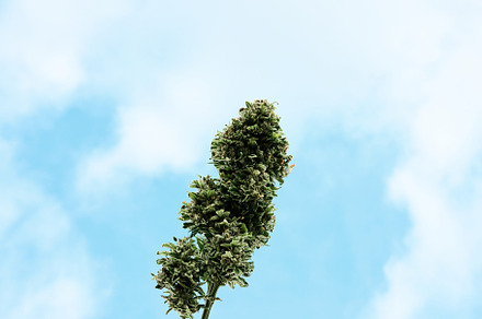 someone holds a large bud of cannabis up to the sky., a Nature Photo by YossSabalet