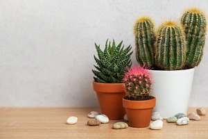 Small cactus and succulents growing in terracotta pots on wooden, a Background Photo by Olena Rudo
