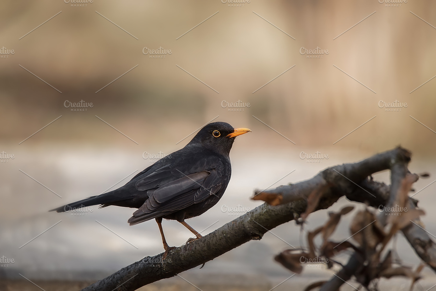 Blackbird (Turdus Merula) singing in, an Animal Photo by AlexBush