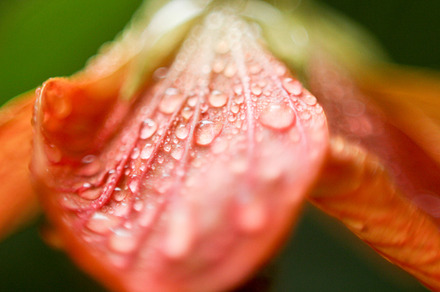 Flower with Dew Drops