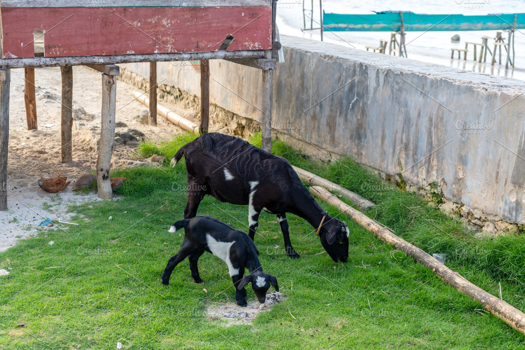 Goats grazing on Malenge Island, Togian Archipelago, Indonesia, an Animal Photo by GoodGoods