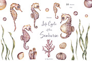 Watercolor Seahorse Life Cycle Set, an Animal Illustration by MayaNavits (Thumbnail 4 of 5)