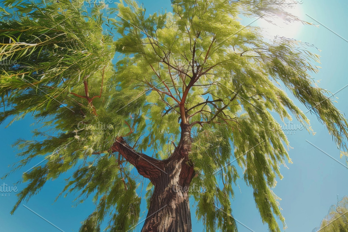 98 Trees view from below, a Nature Photo by Handmadefont (Photo 96 of 98)