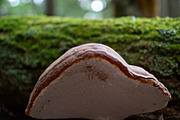 Mushrooms In The Forest Photography, a Nature Photo by Full Circle Design Studio (Thumbnail 9 of 38)