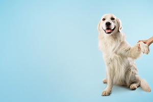 Woman training her smart golden retriever dog to give a paw, pet sitting on blu, a Photo by Prostock-Studio