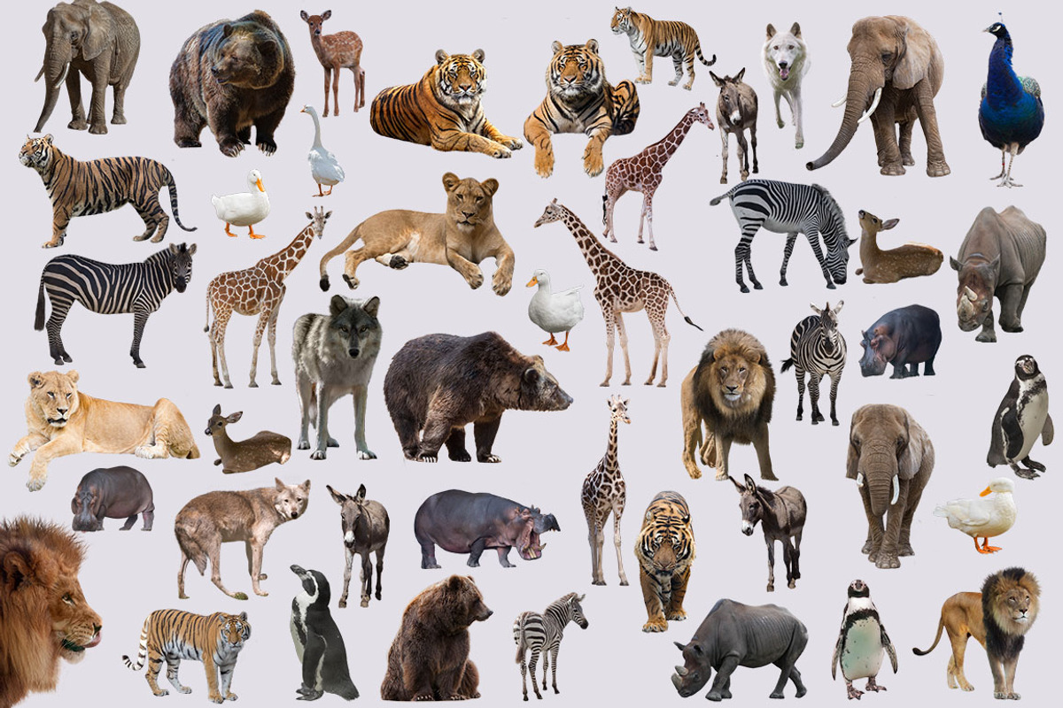 47 - PNG - ZOO ANIMALS, an Object Graphic by DareToDream (Photo 2 of 3)