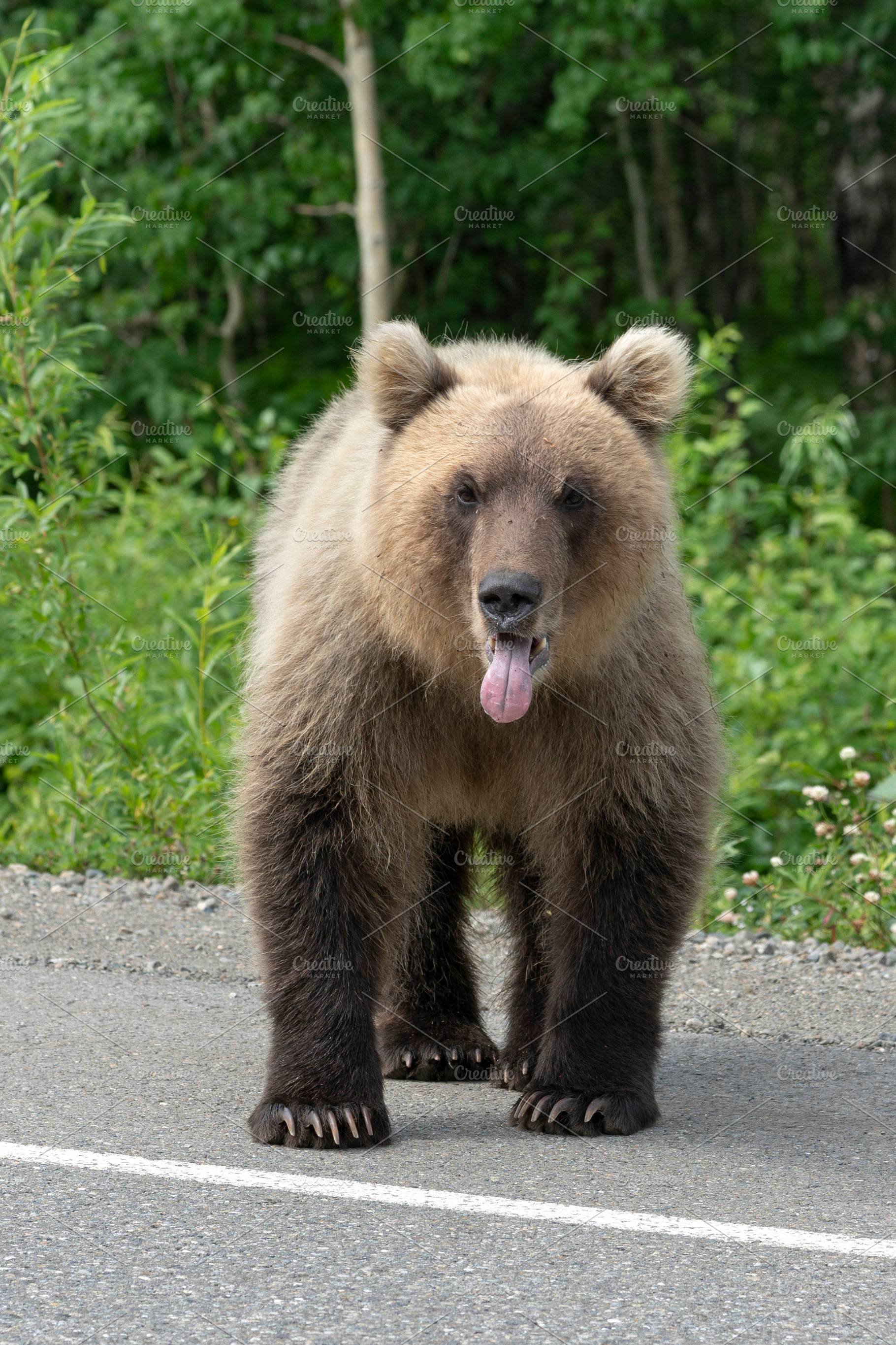 Kamchatka brown bear put his tongue, an Animal Photo by Alexander-Piragis