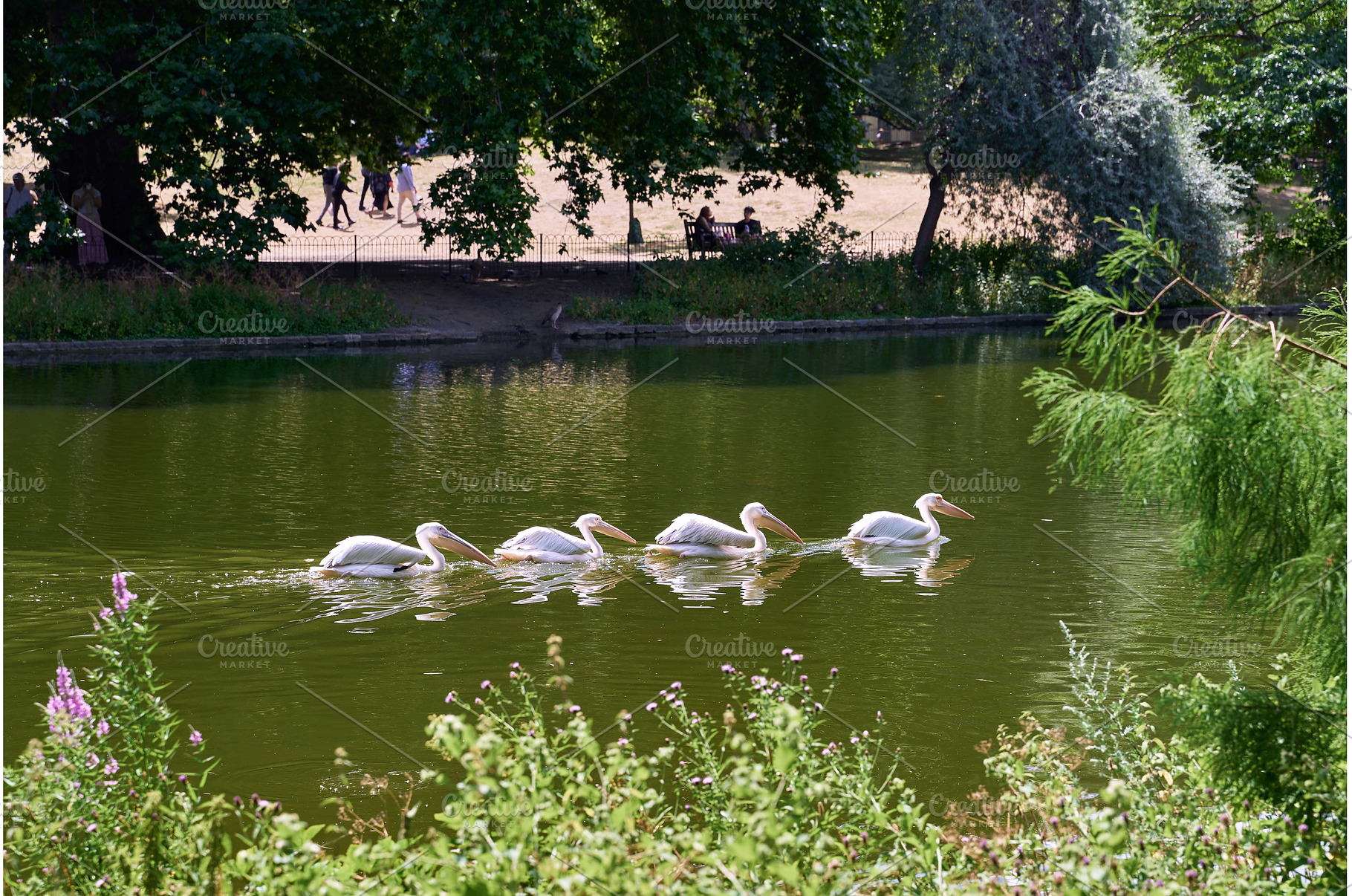 Great White Pelicans swimming in St, a Nature Photo by Oleksandr Berezko