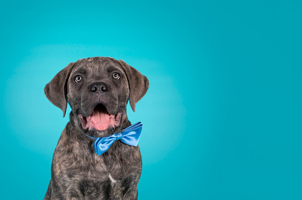 Cane Corso dog on turquoise background, an Animal Photo by Cat'chy Images by Nynke