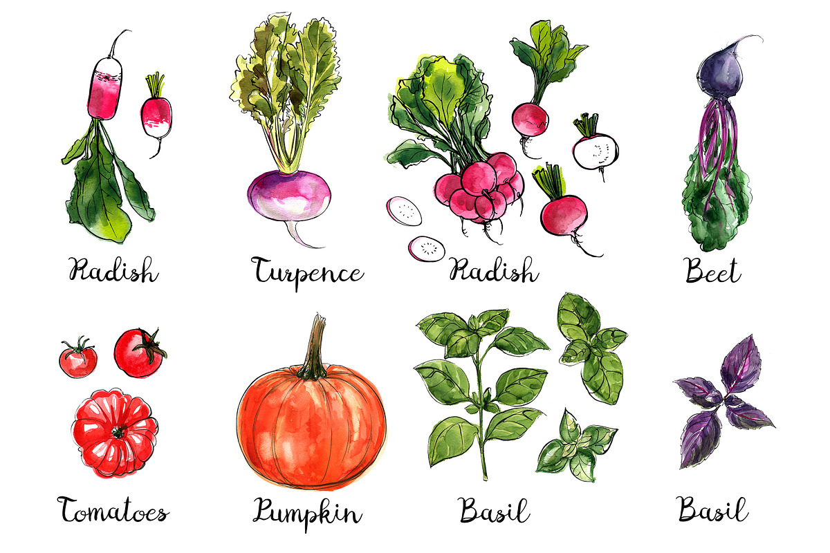 Food watercolor. Vegetables, a Food Illustration by irina.vaneeva (Photo 16 of 25)