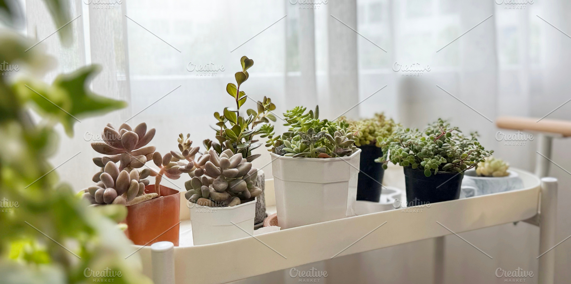 Succulent plant in flower pot, a Nature Photo by ArtBackground