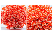 SET Sea coral Underwater Background, a Background Graphic by IrySha (Thumbnail 4 of 6)