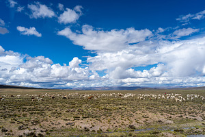 Herd of alpacas and llamas grazing in the highlands of Peru, an Animal Photo by GoodGoods