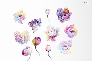 Rainbow Peonies, Watercolor Flowers