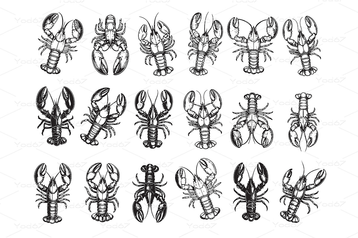 Lobsters in various top-down, a Food Illustration by yod67