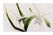 Orid Co. Orchid Flower art, a Texture Illustration by milatovar (Thumbnail 5 of 16)