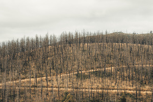 Burned Hillside Forest Panorama, a Nature Photo by SkyNext
