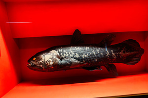 Preserved coelacanth fish specimen on display in a red museum ca, a Photo by AS photostudio
